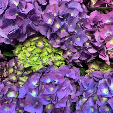Blomster