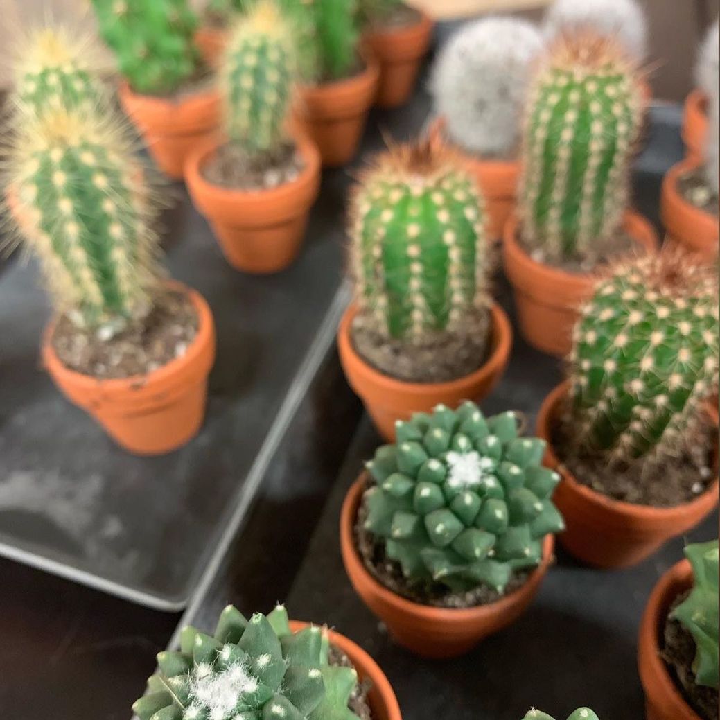 Små søte kaktuser i hver sin krukke